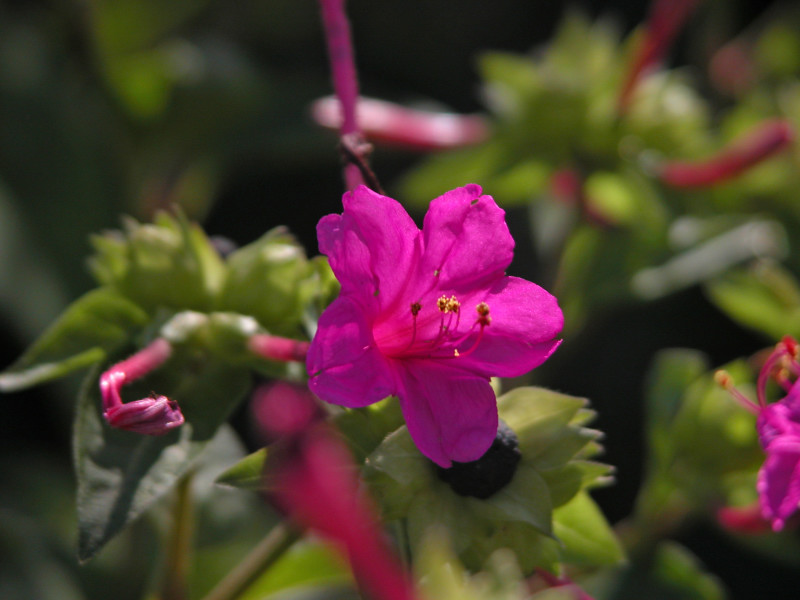 Mirabilis jalapa / Bella di notte